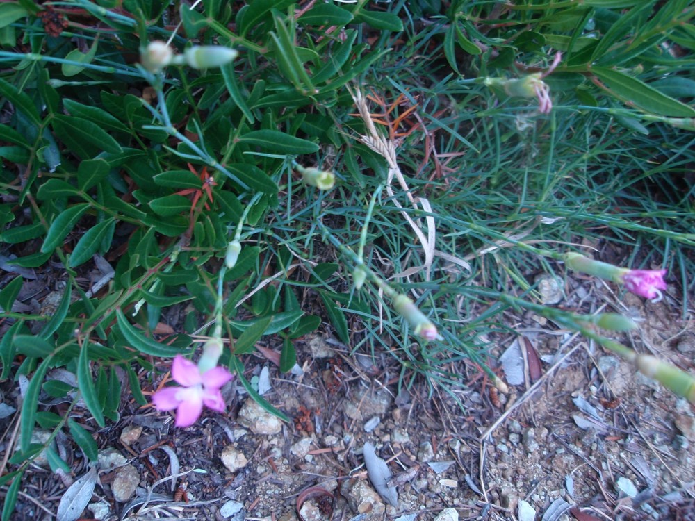 Dianthus sylvestris